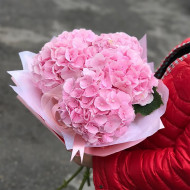 Розовые гортензии  Розовые гортензии